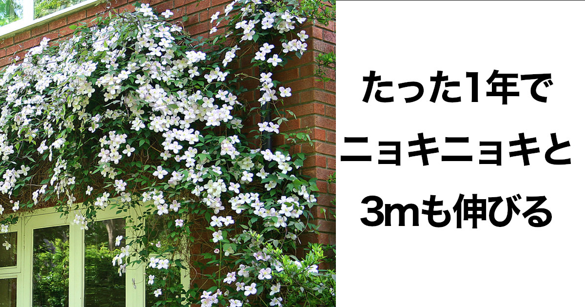 ぐんぐん育つ 庭作りにおすすめな頼もしい11の植物 Chietoku Jp