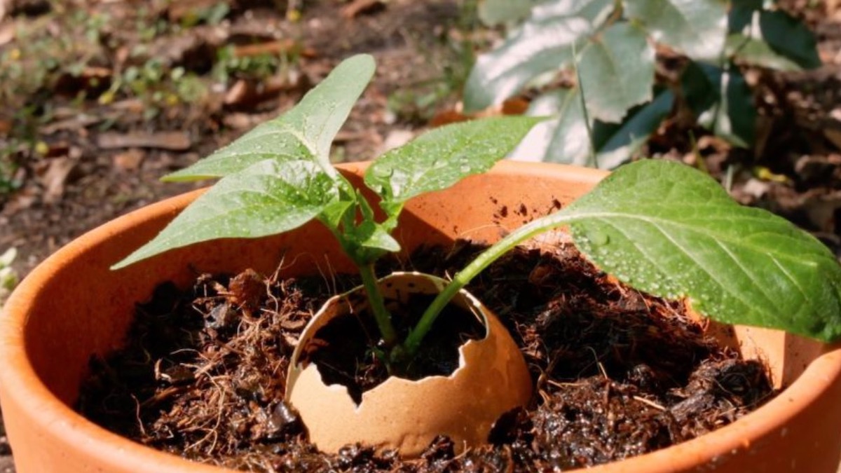 8 Ways To Grow Your Own Fruits & Vegetables