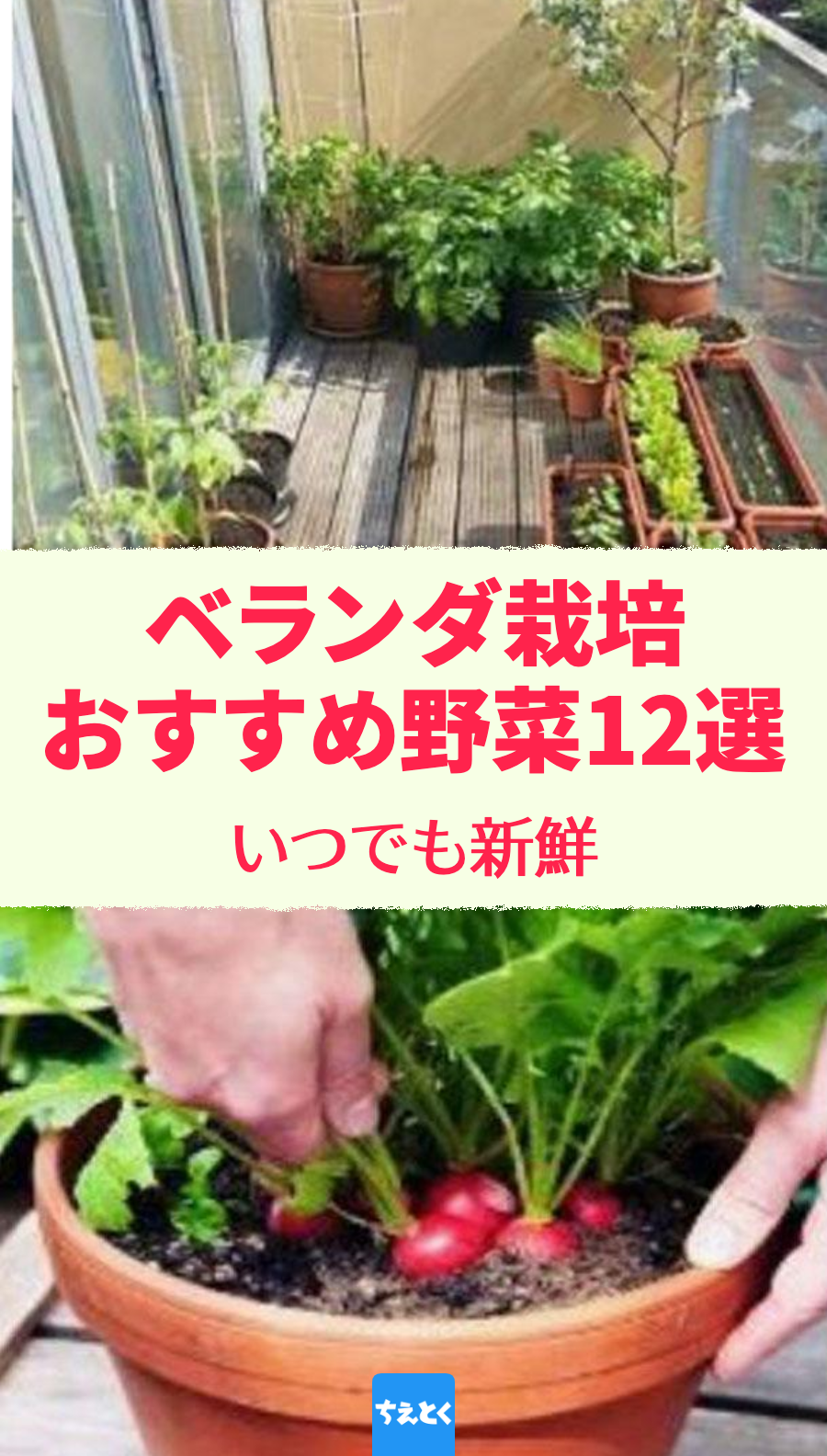 【ベランダ菜園】たくさん収穫 おすすめの野菜12選