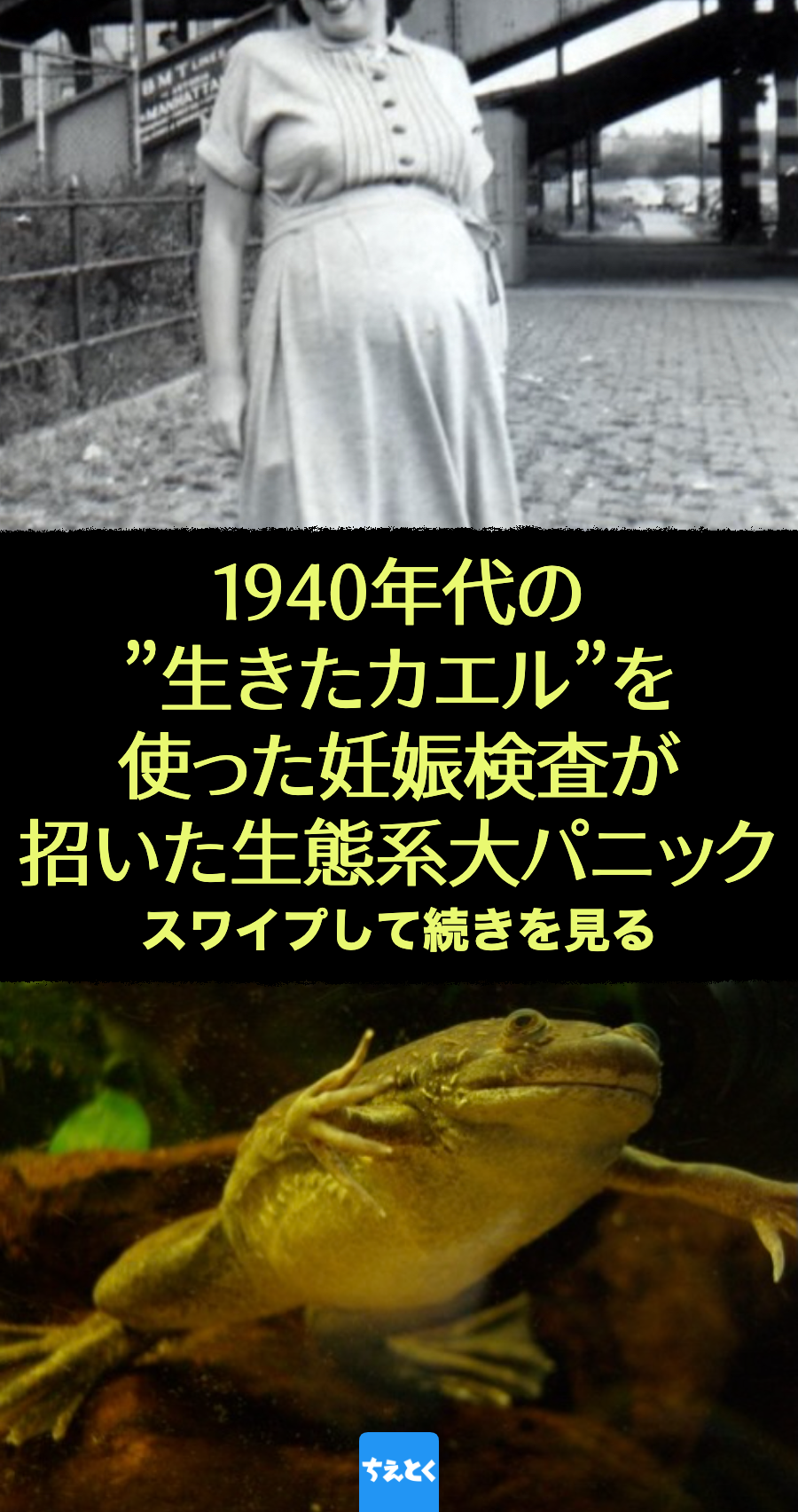 1940年代の”生きたカエル”を使った妊娠検査が招いた生態系大パニック