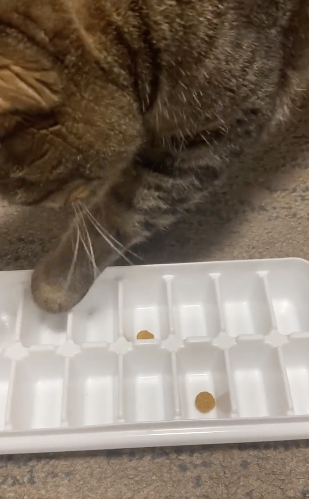製氷皿で遊び始める猫