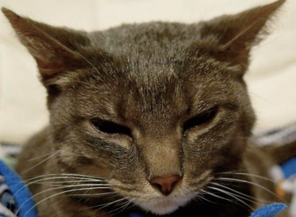 痛みを感じている時の猫の表情を紹介した写真です。