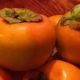 柿胃石
